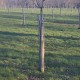 Corset  d'arbres MERMIER
